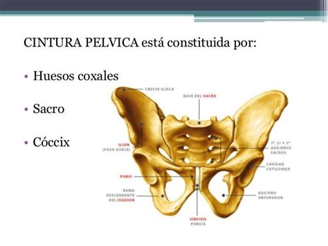 la cintura wiki.